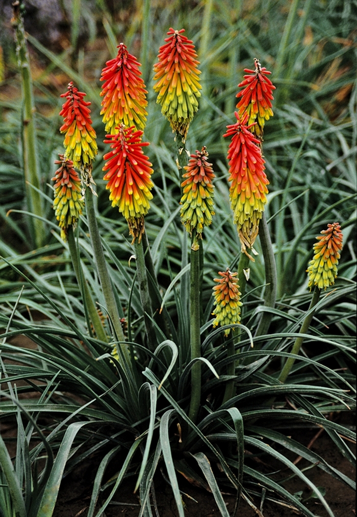 Red Hot Poker - Kniphofia hirsuta 'Fire Dance'