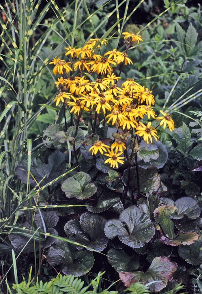 Ragwort - Ligularia dentata 'Midnight Lady' Ragwort - Ligularia dentata 'Midnight Lady'