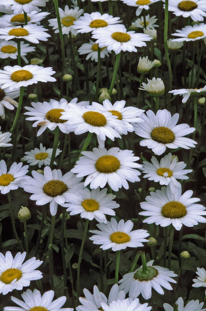 Shasta Daisy - Leucanthemum superbum 'Becky'