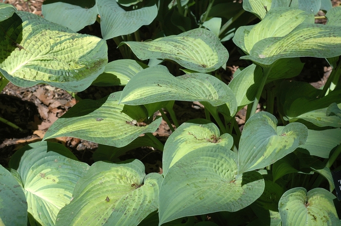 Plantain Lily - Hosta 'Paul's Glory'