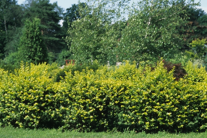 Golden Vicary Privet - Ligustrum x vicaryi Golden Vicary Privet - Ligustrum x vicaryi