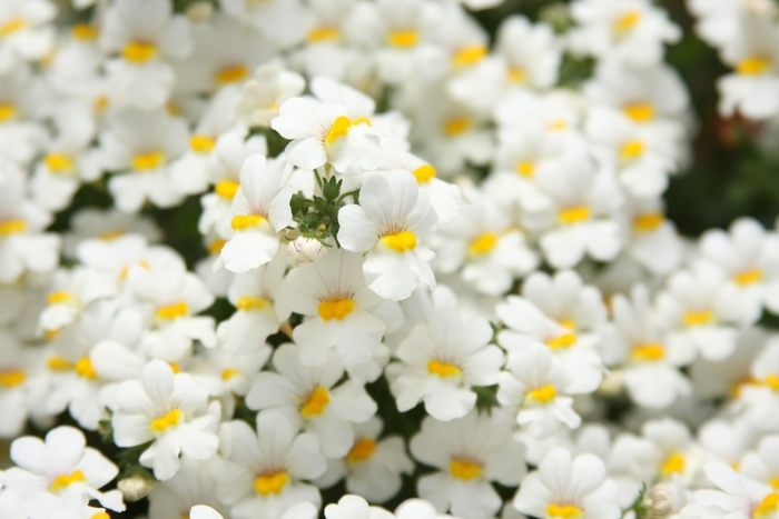 Sunsatia® Coconut - Nemesia hybrid