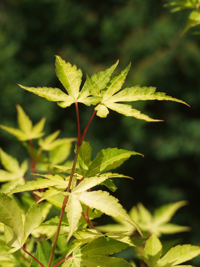 Katsura Japanese Maple - Acer palmatum 'Katsura' (Japanese Maple)