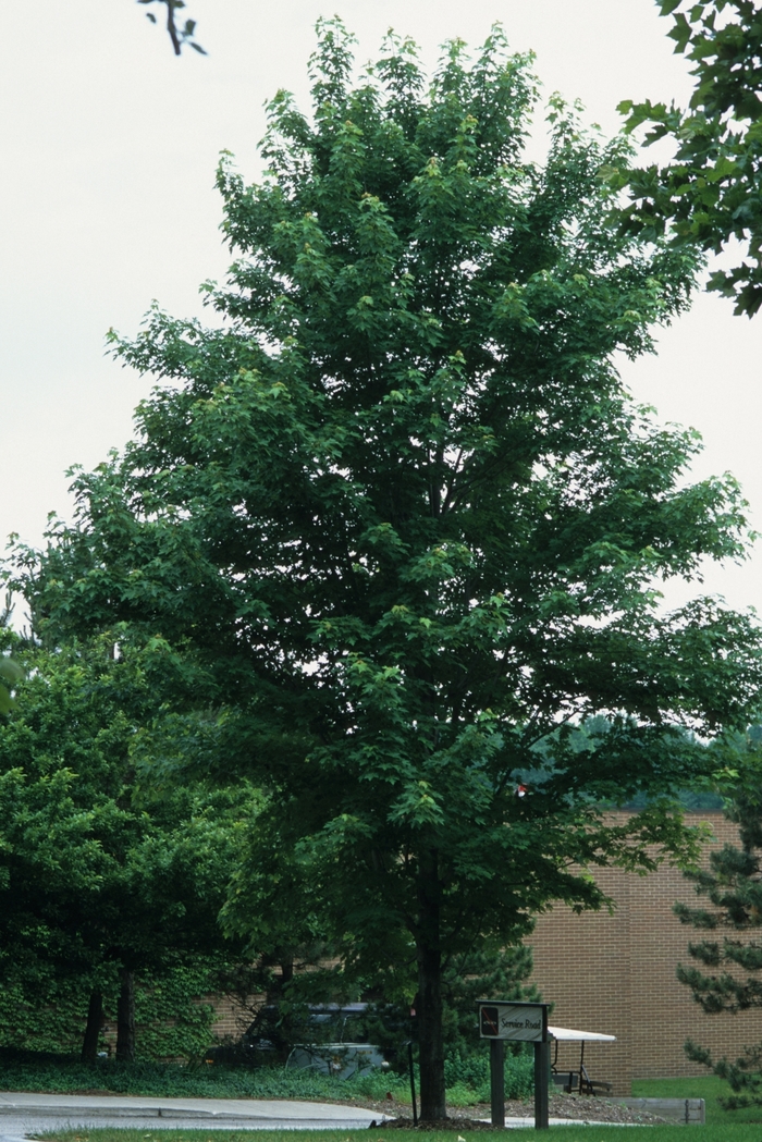 Celebration® Maple - Acer x freemanii 'Celzam'
