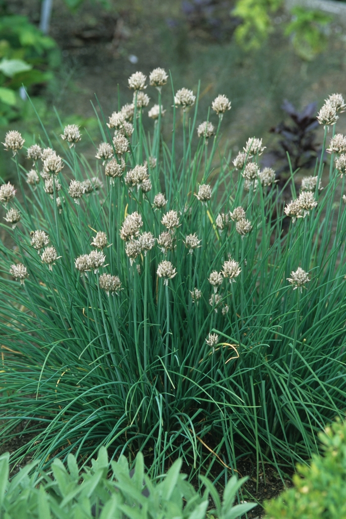 Chives - Allium schoenoprasum Chives - Allium schoenoprasum