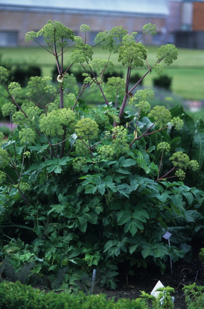 Angelica - Angelica archangelica