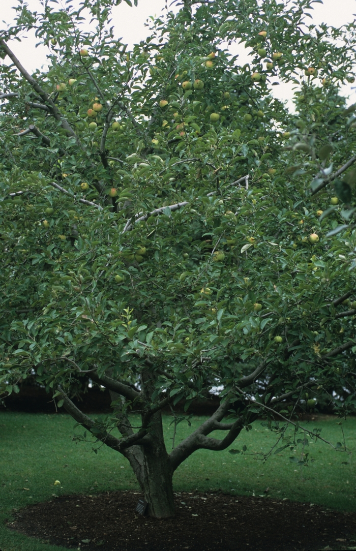 'Golden Delicious' Apple - Malus domestica