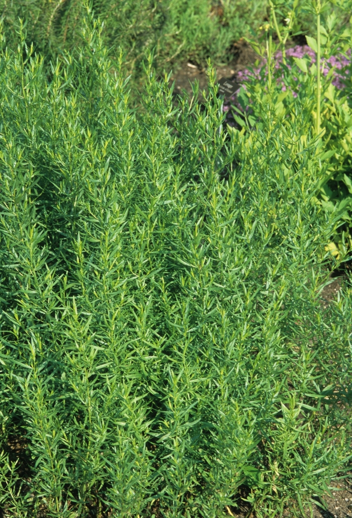 Tarragon, French - Artemisia dracunculus Tarragon, French - Artemisia dracunculus