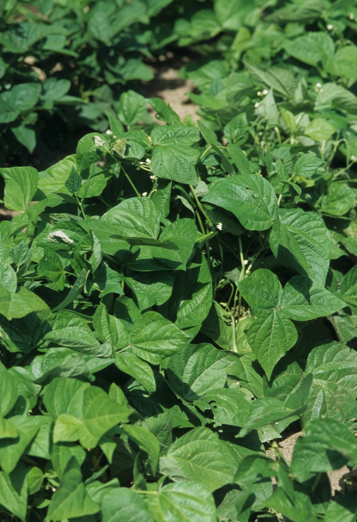 Bean - Phaseolus vulgaris 'Blue Lake Bush' Bean - Phaseolus vulgaris 'Blue Lake Bush'