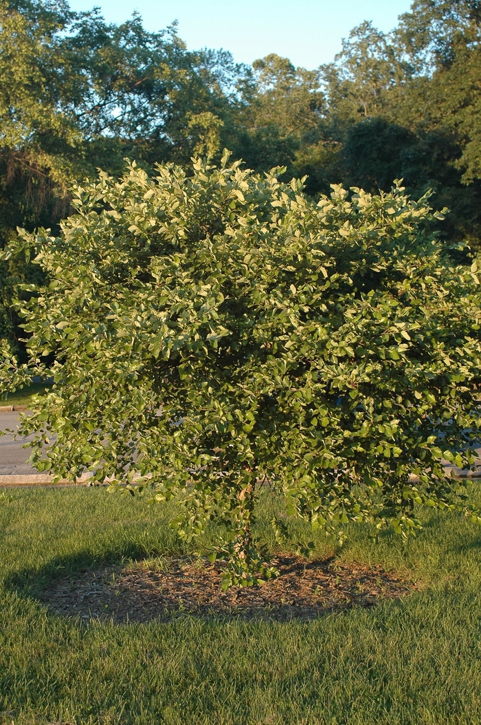 River Birch - Betula nigra River Birch - Betula nigra
