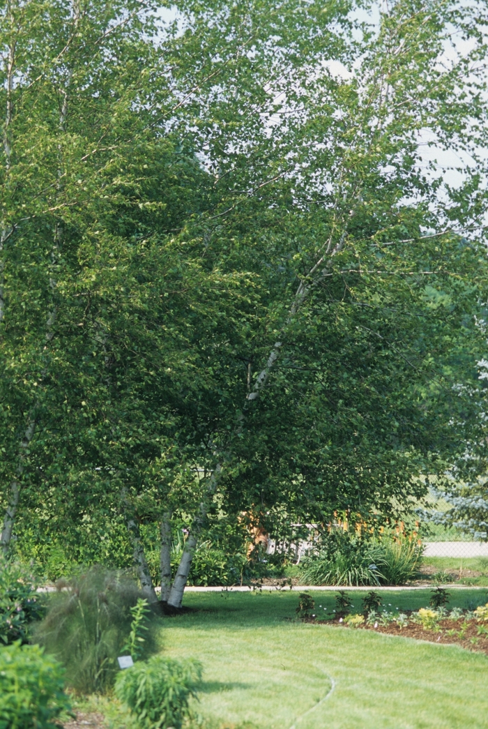 'Whitespire' Asian White Birch - Betula populifolia 'Whitespire'