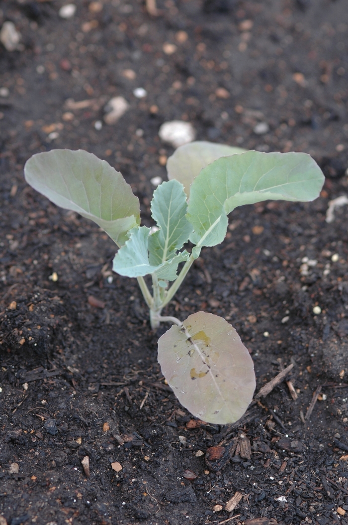 Cauliflower - Brassica oleracea 'Amazing' Cauliflower - Brassica oleracea 'Amazing'