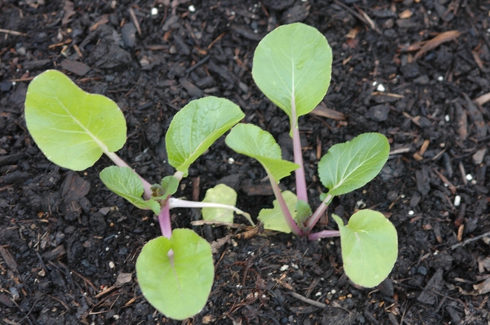 Cabbage - Brassica rapa 'Joi Choi' Cabbage - Brassica rapa 'Joi Choi'