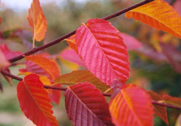 Blue Beech/Musclewood - Carpinus caroliniana Blue Beech/Musclewood - Carpinus caroliniana