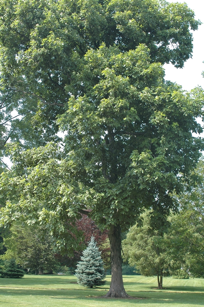 Shagbark Hickory - Carya ovata