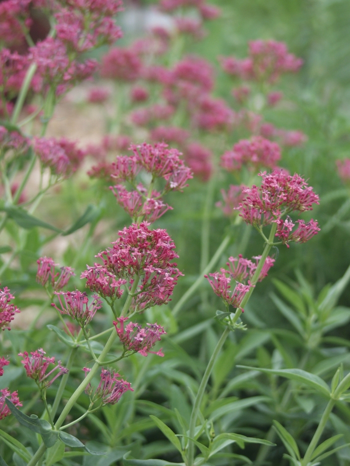 Jupiter's Beard - Centranthus ruber 'Valerian Red'