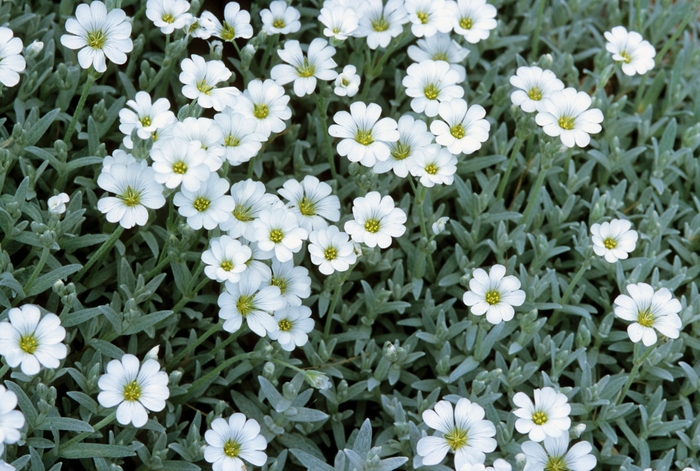 Snow-in-Summer - Cerastium tomentosum