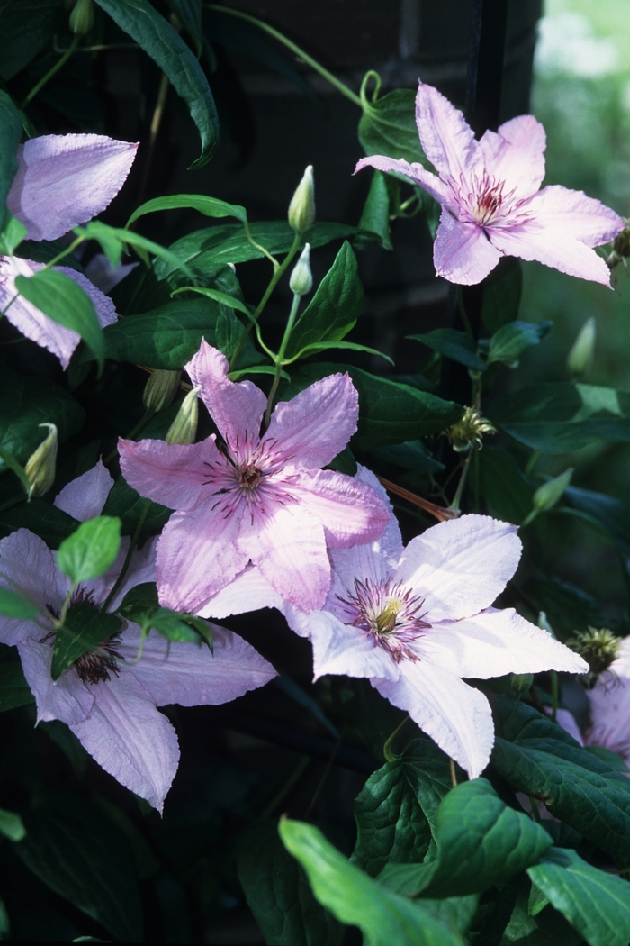 Clematis - Clematis 'Hagley Hybrid ('Pink Chiffon')'