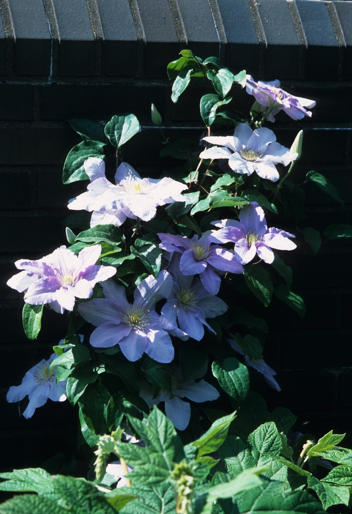 Clematis - Clematis 'Silver Moon'