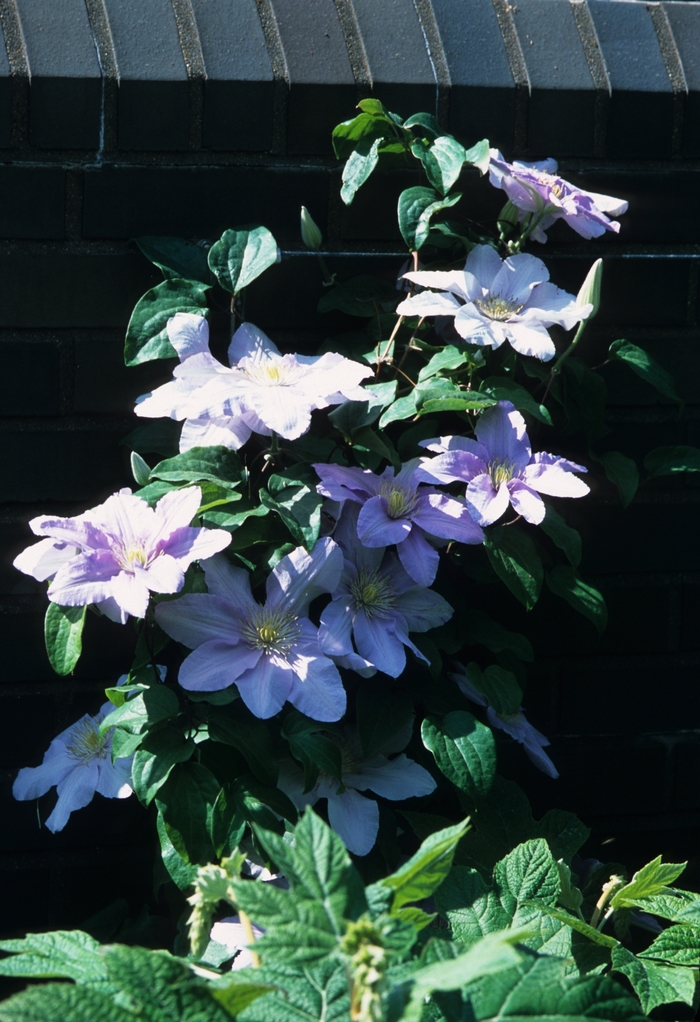 Clematis - Clematis 'Silver Moon' Clematis - Clematis 'Silver Moon'