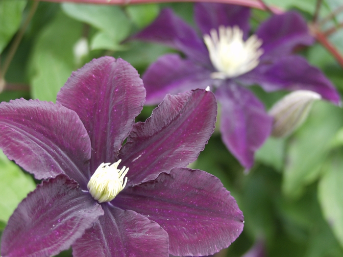 Clematis - Clematis 'Warsaw Nike' Clematis - Clematis 'Warsaw Nike'