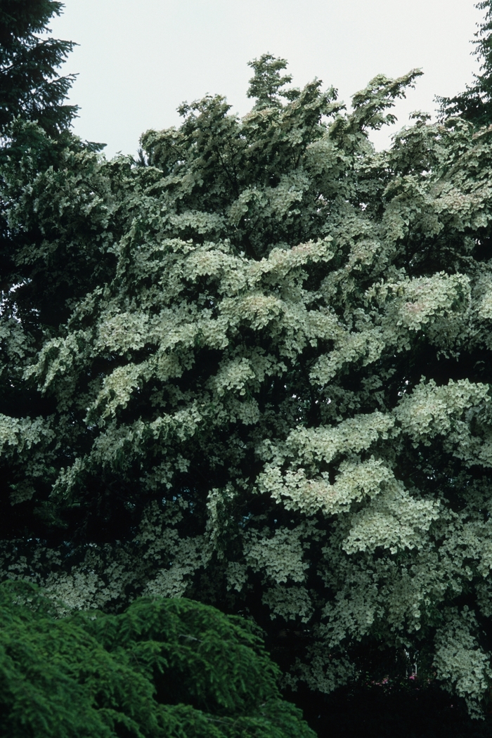 Chinese Kousa Dogwood - Cornus kousa chinensis Chinese Kousa Dogwood - Cornus kousa chinensis