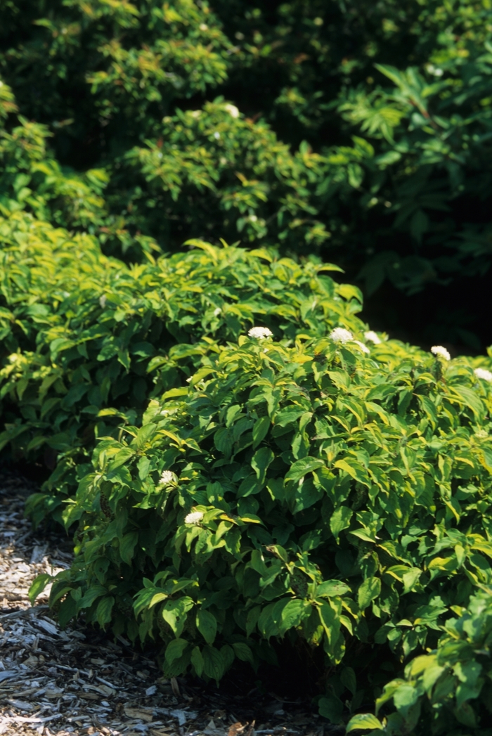 Kelsey Dwarf Dogwood - Cornus sericea 'Kelseyi' Kelsey Dwarf Dogwood - Cornus sericea 'Kelseyi'