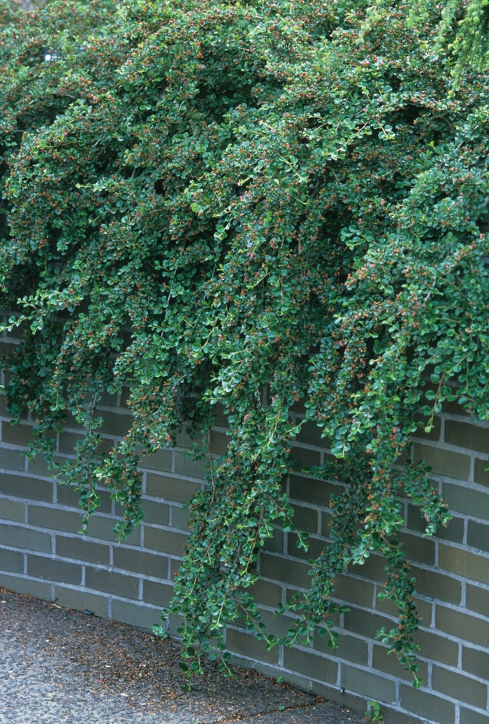 Cranberry Cotoneaster - Cotoneaster apiculatus Cranberry Cotoneaster - Cotoneaster apiculatus