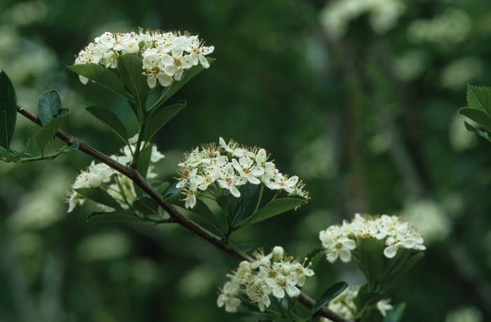 'Crusader®' Hawthorn - Crataegus crusgalli var inermis 'Crusader®' 