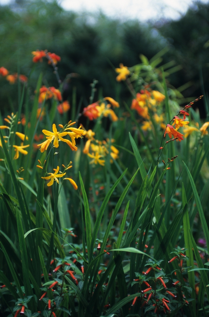 Monbretia - Crocosmia 'Emily Mckenzie' Monbretia - Crocosmia 'Emily Mckenzie'
