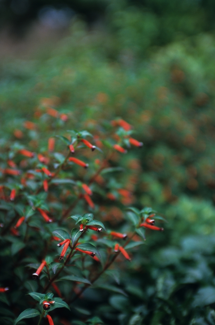 Cigar Plant - Cuphea ignea 'Dynamite'