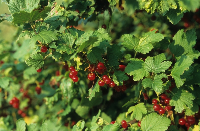 Currant - Ribes rubrum 'Red Lake' Currant - Ribes rubrum 'Red Lake'