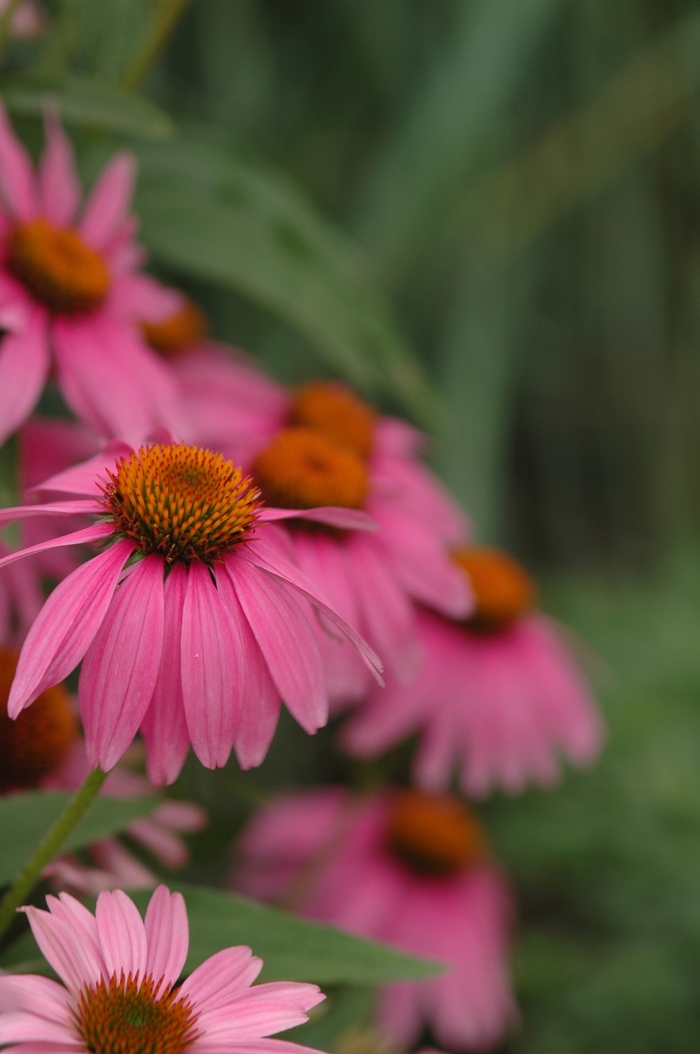 Coneflower - Echinacea 'Kim's Knee High' Coneflower - Echinacea 'Kim's Knee High'