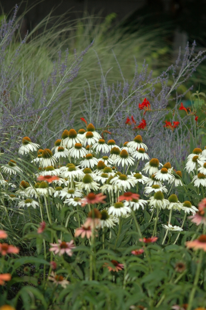 Coneflower - Echinacea purpurea 'White Swan' Coneflower - Echinacea purpurea 'White Swan'