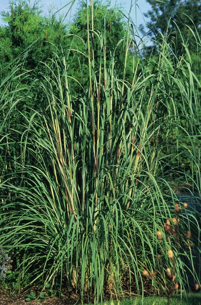 Plume Grass - Erianthus ravennae