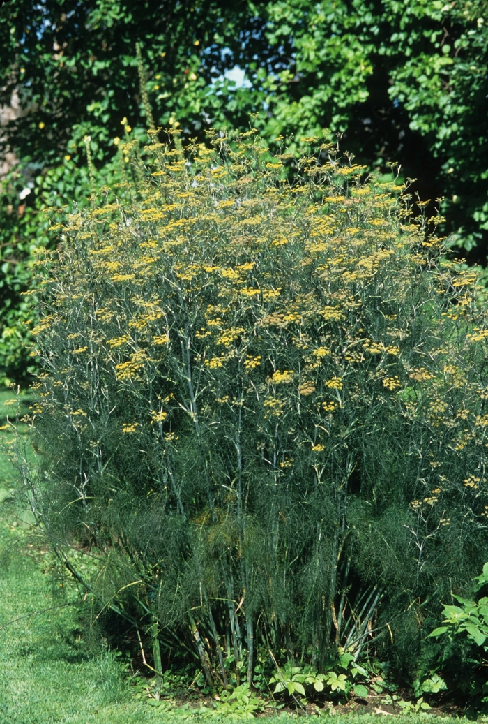 Fennel - Foeniculum vulgare Fennel - Foeniculum vulgare