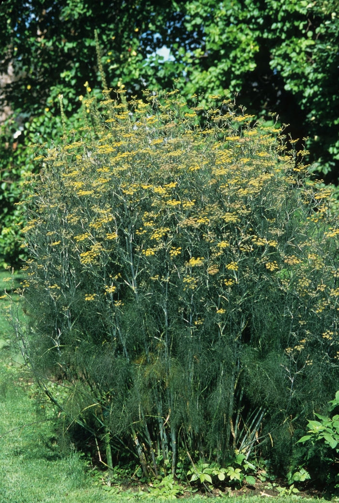 Fennel - Foeniculum vulgare