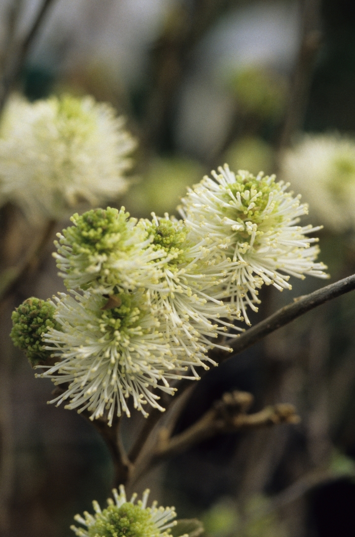 'Mount Airy' Mount Airy Fothergilla - Fothergilla major 'Mount Airy' 'Mount Airy' Mount Airy Fothergilla - Fothergilla major 'Mount Airy'