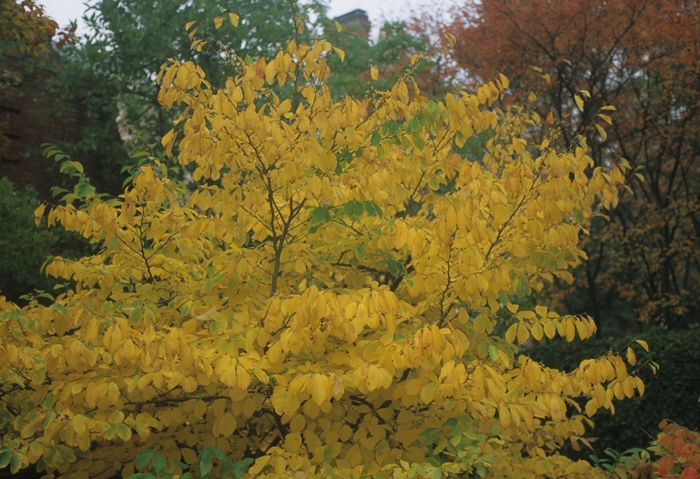 Witch Hazel - Hamamelis virginana Witch Hazel - Hamamelis virginana