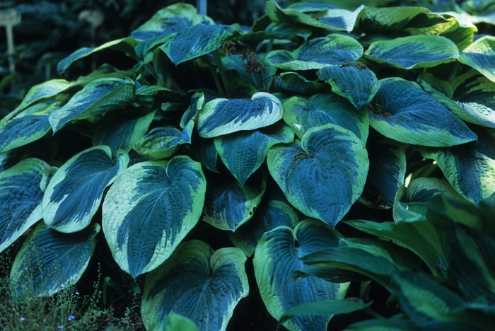 Plantain Lily - Hosta 'American Halo' Plantain Lily - Hosta 'American Halo'