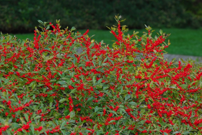 Red Sprite Winterberry - Ilex verticillata 'Red Sprite'