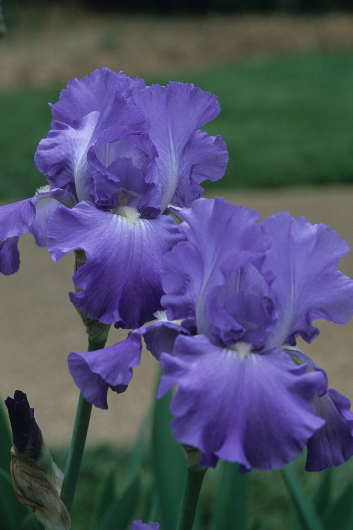 Tall Bearded Iris - Iris germanica 'Victoria Falls' Tall Bearded Iris - Iris germanica 'Victoria Falls'
