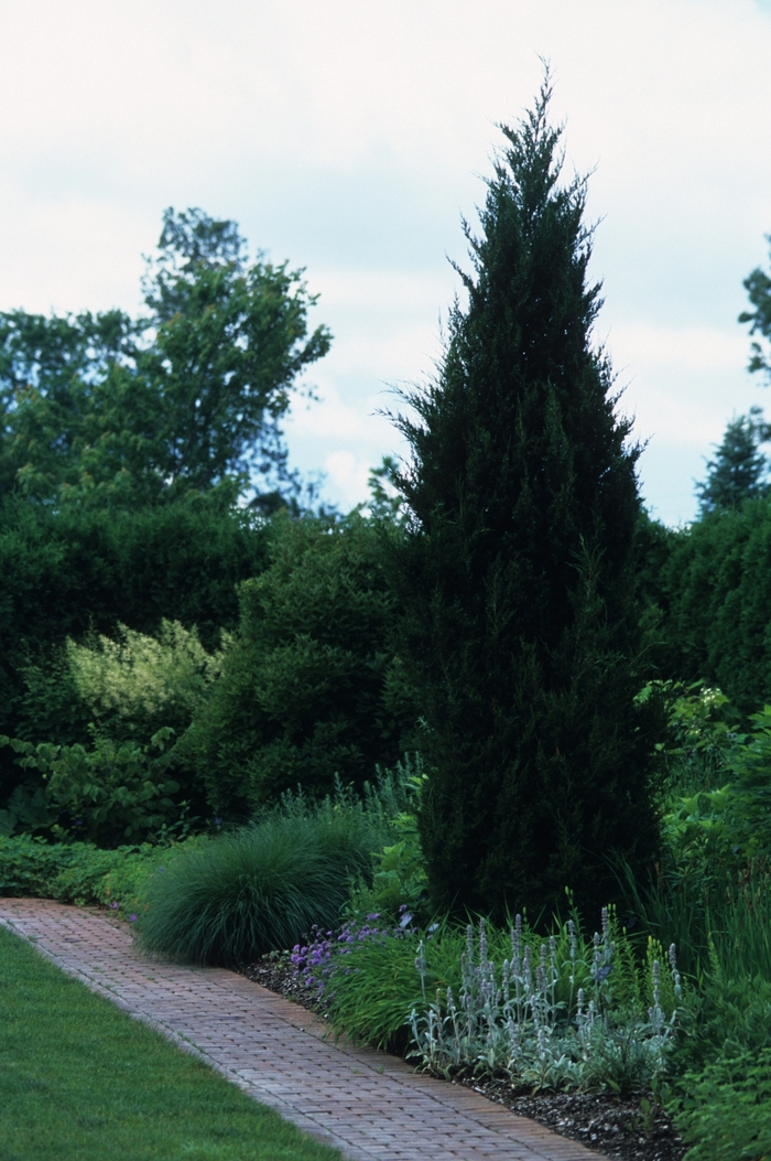 'Idyllwild' Juniper - Juniperus virginiana 'Idyllwild' 