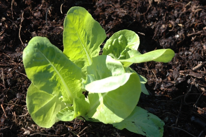 Lettuce - Lactuca sativa 'Buttercrunch'