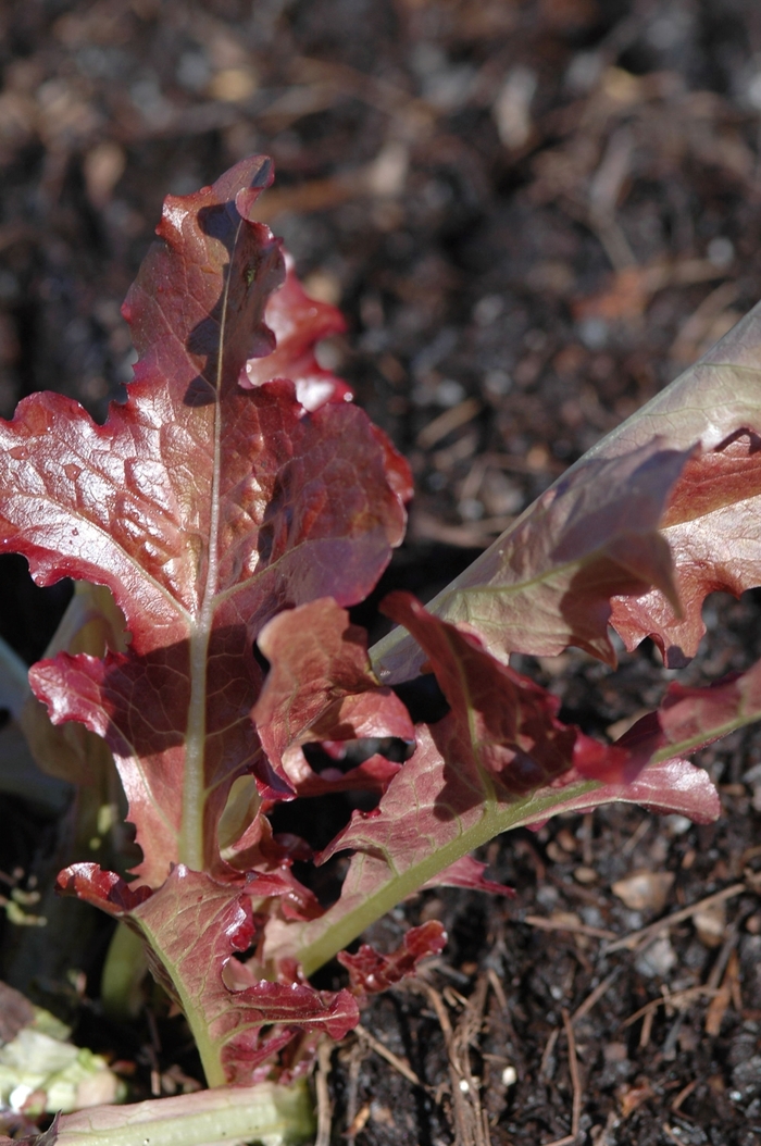 Lettuce - Lactuca sativa 'Red Salad Bowl'