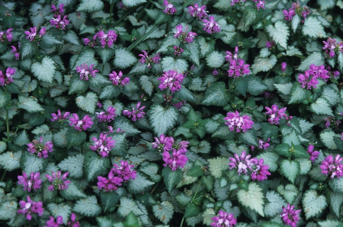 Dead Nettle - Lamium maculatum 'Beacon Silver'