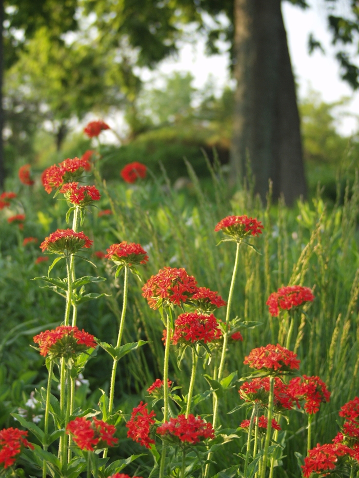 Maltese Cross - Lychnis chalcedonica Maltese Cross - Lychnis chalcedonica