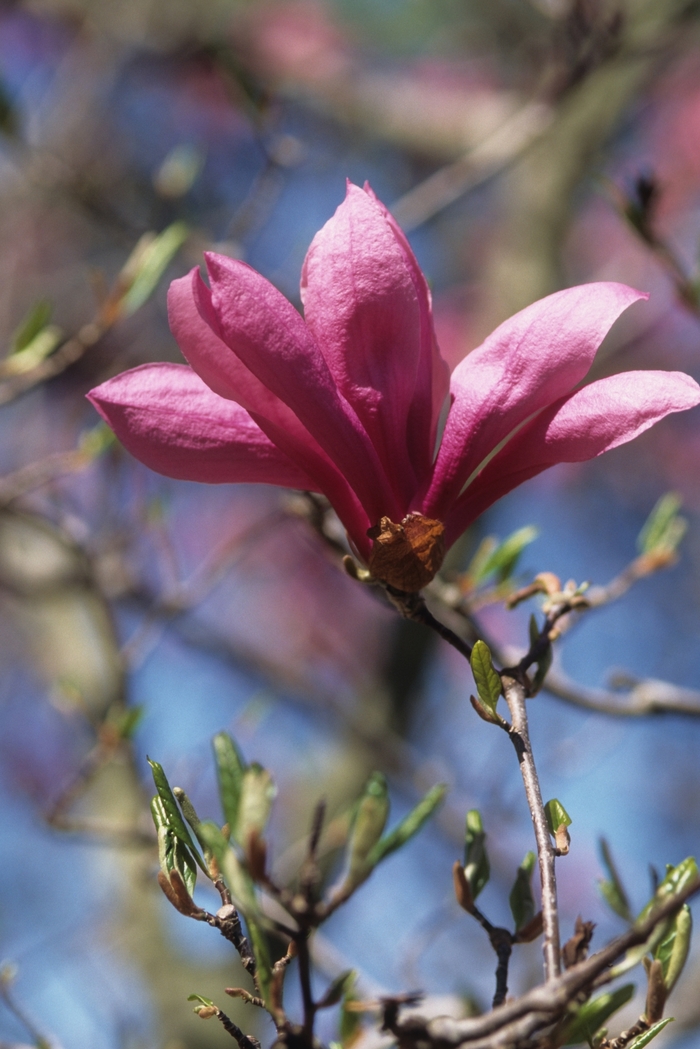 Little Girl Betty - Magnolia 'Betty' (Magnolia)