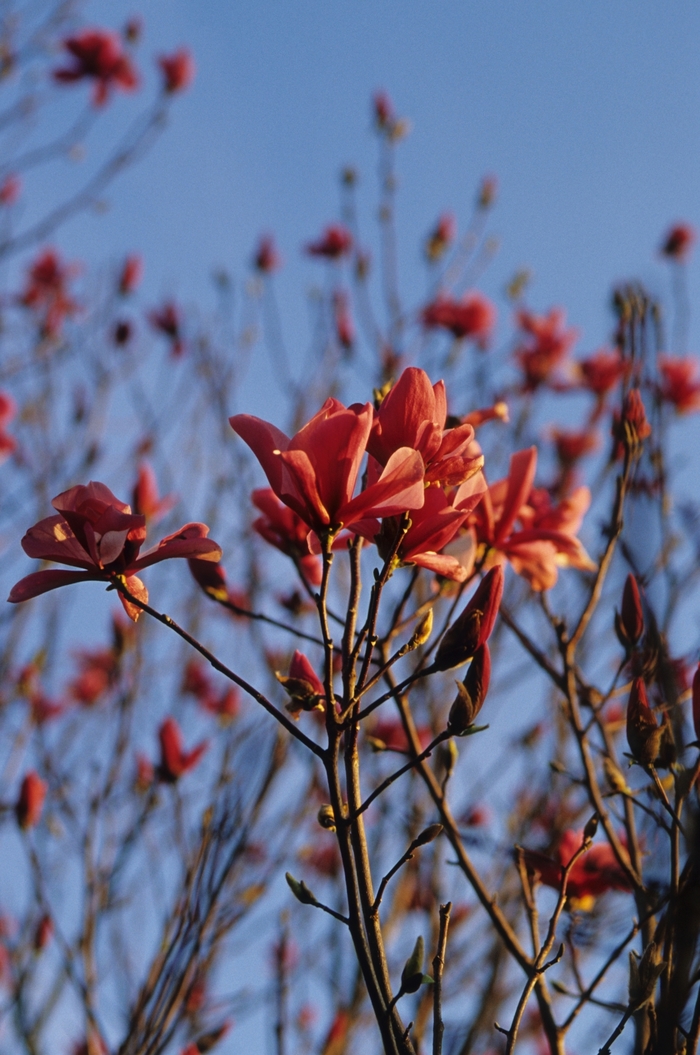 'Galaxy' - Magnolia x 'Galaxy' - Magnolia x