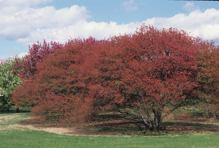 Coralburst Crabapple - Malus 'Caralcole'